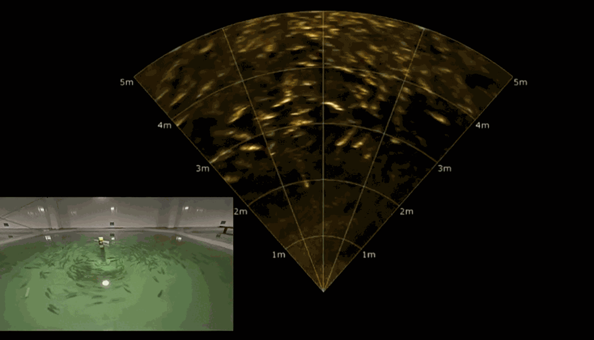 Fish School in Sonar Imagery